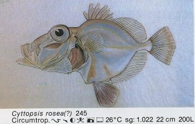 Cyttopsis rosea